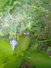 Heliopetes domicella