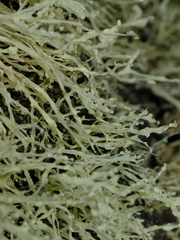 Ramalina intermedia