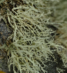 Ramalina intermedia