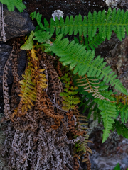 Dryopteris fragrans