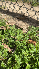 Lepidium didymum