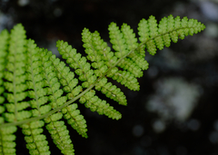 Dryopteris fragrans