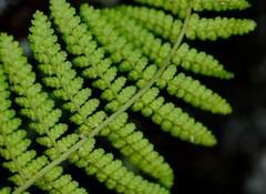 Dryopteris fragrans