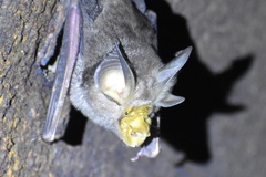Rhinolophus achilles
