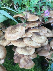 Armillaria mellea