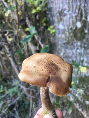 Armillaria mellea