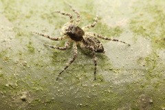 Phaeacius malayensis