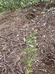 Scutellaria integrifolia