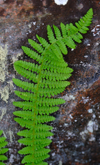 Dryopteris fragrans