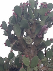 Opuntia streptacantha