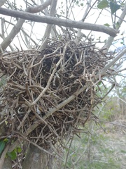 Phacellodomus sibilatrix