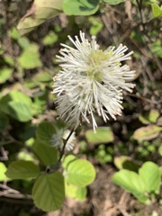 Fothergilla gardenii