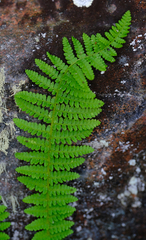 Dryopteris fragrans