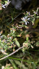 Forficula auricularia
