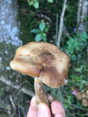 Armillaria mellea