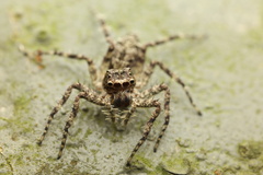 Phaeacius malayensis