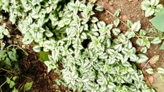 Lamium galeobdolon argentatum