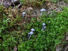 Hemimycena