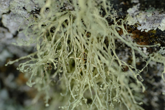 Ramalina intermedia