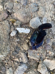 Cotinis mutabilis batesi