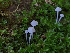 Hemimycena