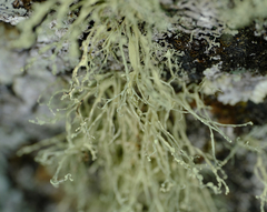 Ramalina intermedia