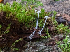 Hemimycena