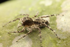 Phaeacius malayensis