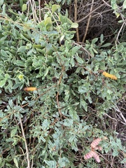 Prosopis reptans