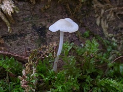 Hemimycena