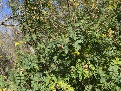 Caragana arborescens