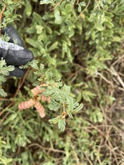 Prosopis reptans