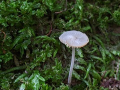 Hemimycena