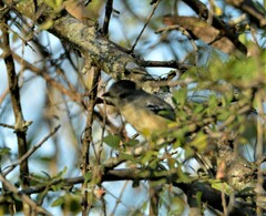 Thamnophilus caerulescens