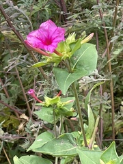 Mirabilis