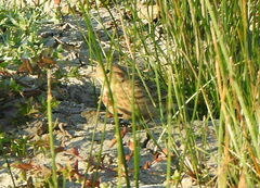 Calcarius ornatus