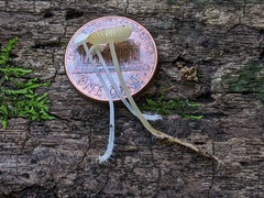 Hemimycena