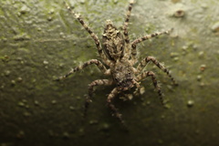 Phaeacius malayensis