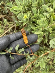 Prosopis reptans