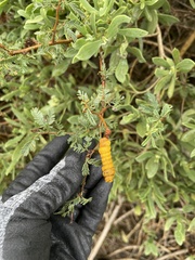 Prosopis reptans
