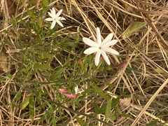 Jasminum multipartitum