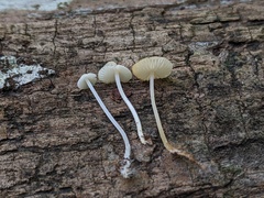 Hemimycena