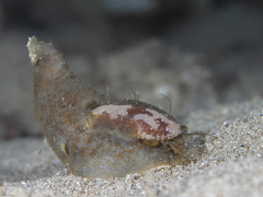 Stomatella impertusa