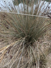 Juncus acutus