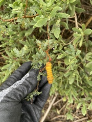 Prosopis reptans