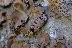 Umbilicaria muhlenbergii