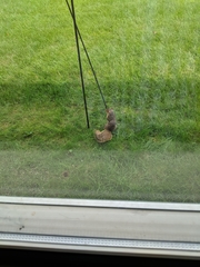 Sciurus niger