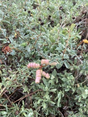Prosopis reptans