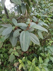Miconia sintenisii