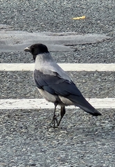 Corvus cornix